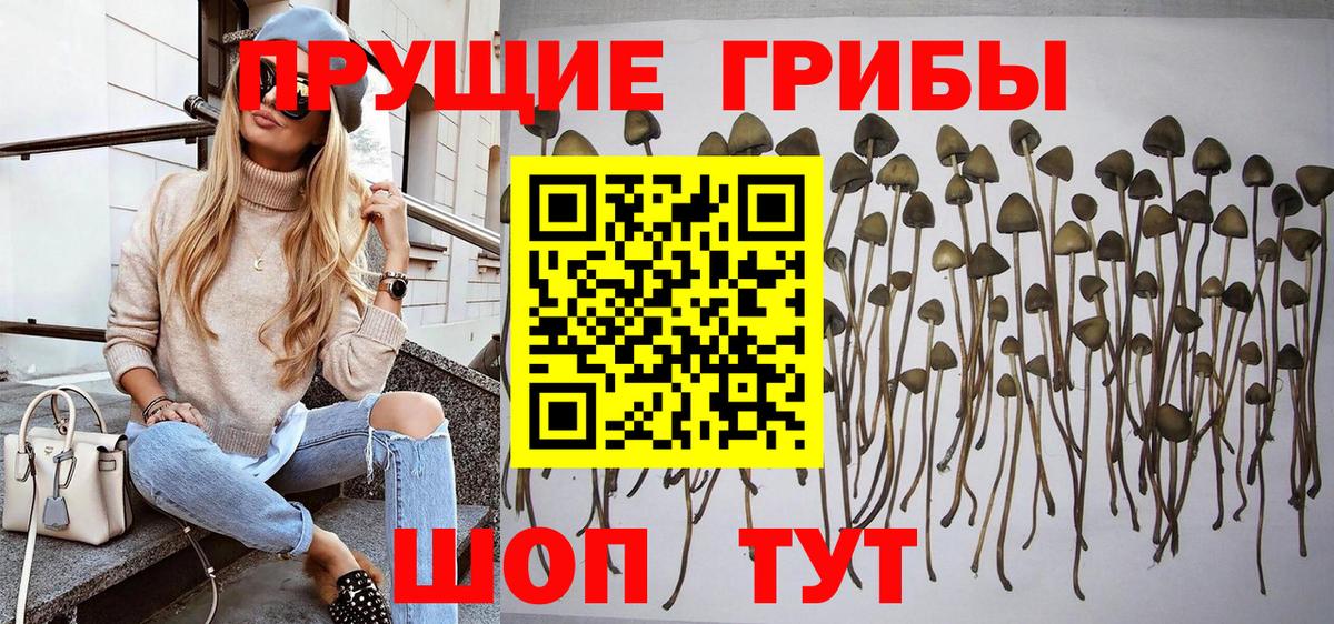 Кизляр  Псилоцибиновые грибы прущие грибы  Псилоцибиновые грибы мухоморы  Вход с VPN 